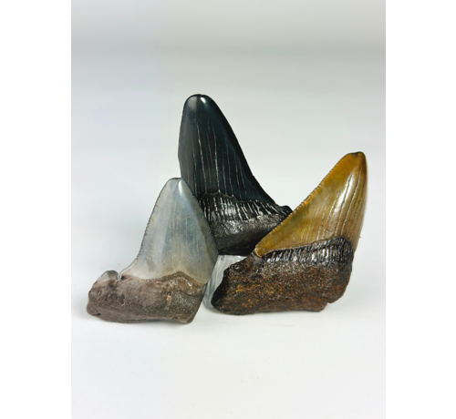 Set di denti di Megalodonte a 3 colori - " Legendary Trio" Dente più grande 7 cm
