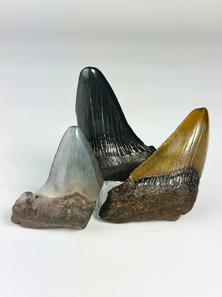 Juego de dientes de Megalodon de 3 colores - "Legendary Trio" diente más grande 7 cm