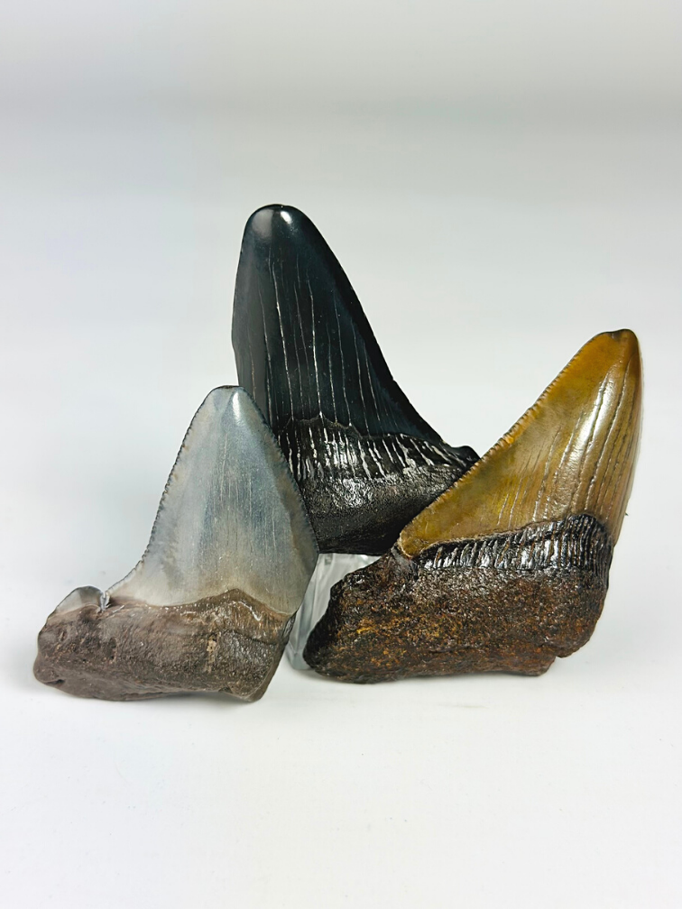 Megalodon tanden 3 kleuren set - "Legendary Trio" grootste tand 7 cm