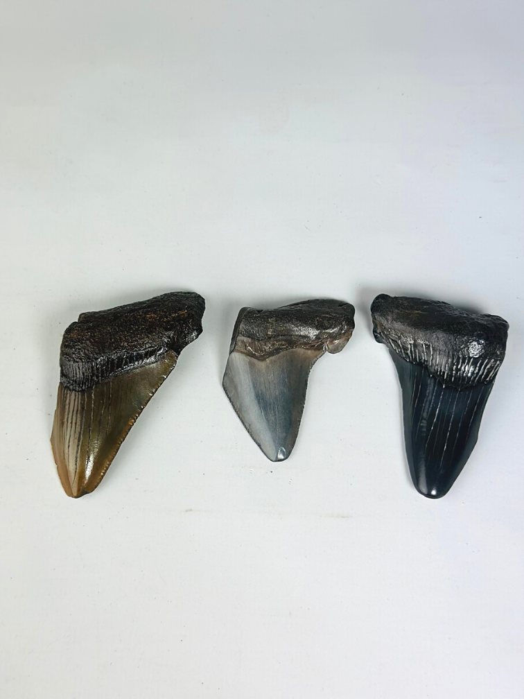 Megalodon tanden 3 kleuren set - "Legendary Trio" grootste tand 7 cm