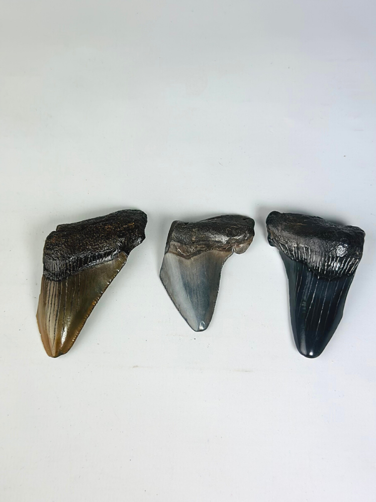 Megalodon teeth 3 colour set - "Legendary Trio" largest tooth 7 cm