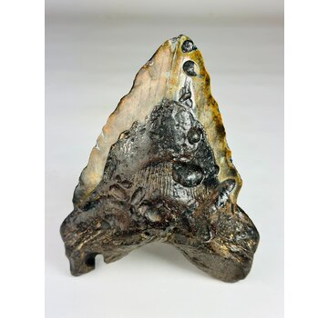 Dente di Megalodonte " Cost of Vengeance" (USA) - 15,3 cm