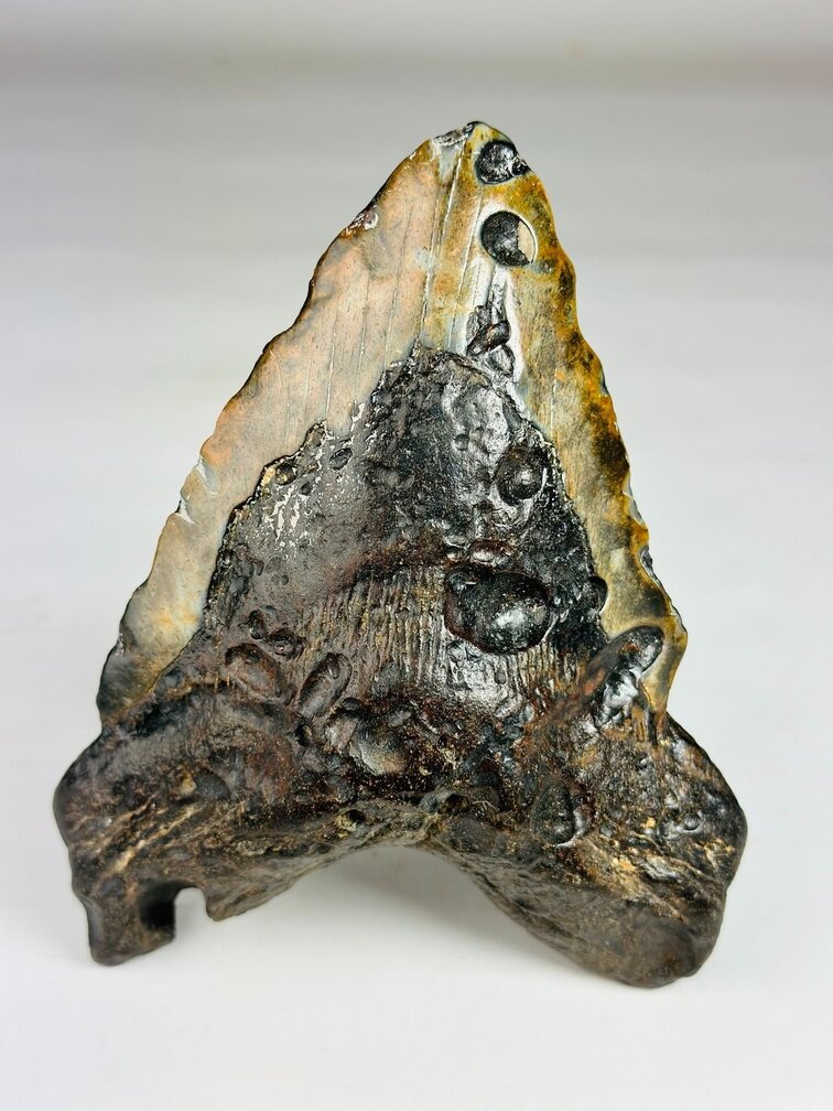 Dente di Megalodonte " Cost of Vengeance" (USA) - 15,3 cm