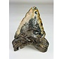 Dente di Megalodonte " Cost of Vengeance" (USA) - 15,3 cm