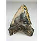 Megalodon Tooth "Cost of Vengeance" (US) - 15.3 cm