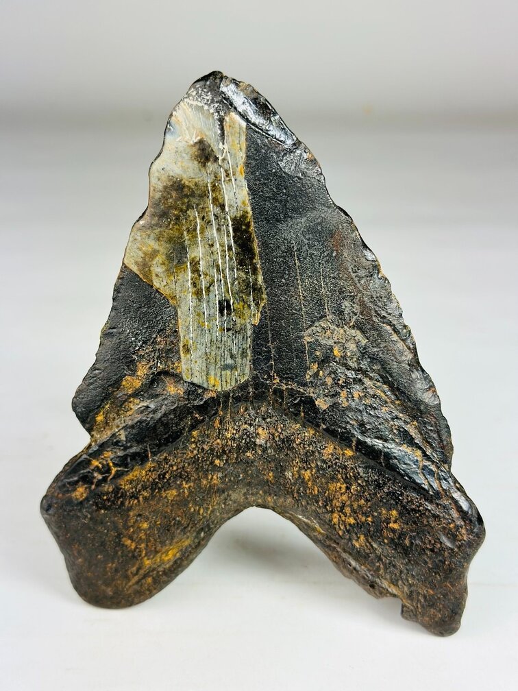 Dente di Megalodonte " Cost of Vengeance" (USA) - 15,3 cm