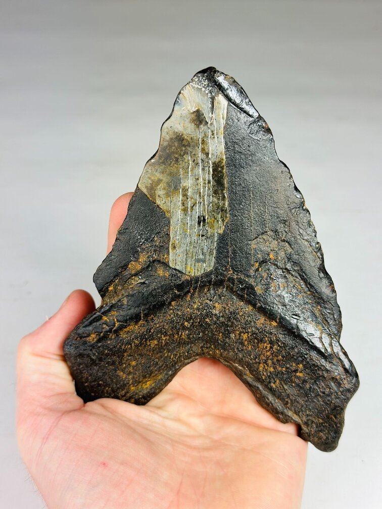 Megalodon Tooth "Cost of Vengeance" (US) - 15.3 cm