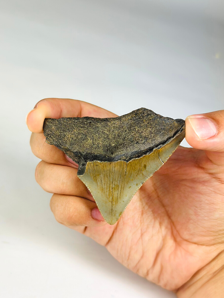 Diente de Megalodon "Ancient Art" (US) - 6.4 cm