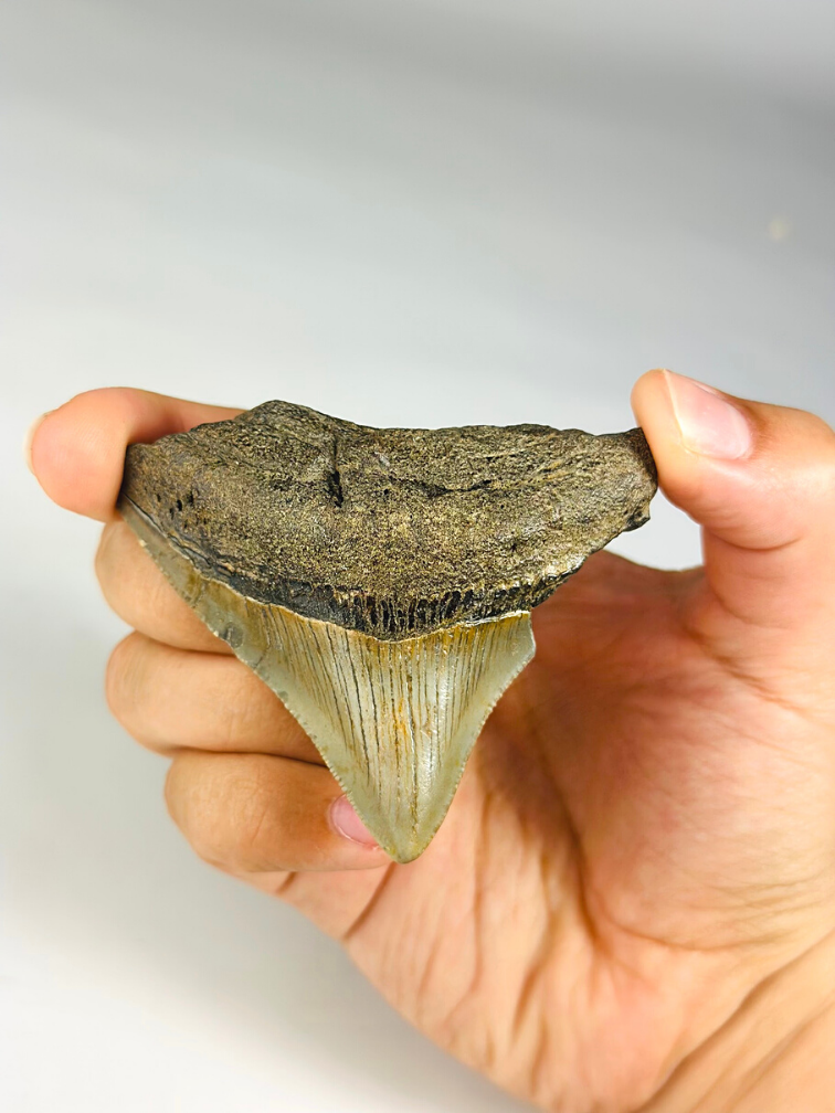 Megalodon Tooth "Ancient Art" (US) - 6.4 cm