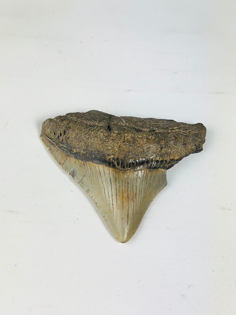 Diente de Megalodon "Ancient Art" (US) - 6.4 cm