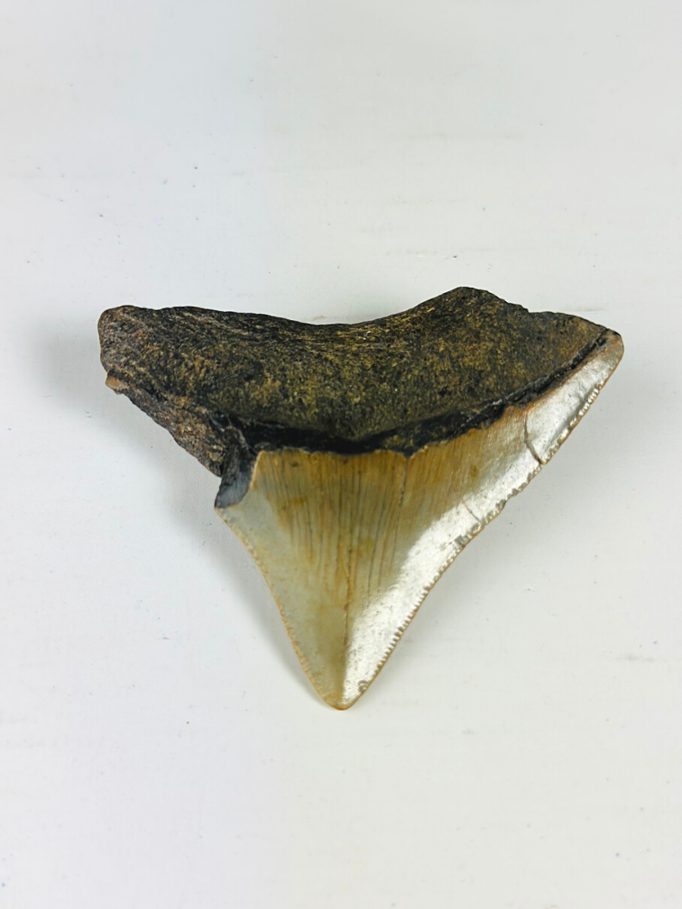 Diente de Megalodon "Ancient Art" (US) - 6.4 cm