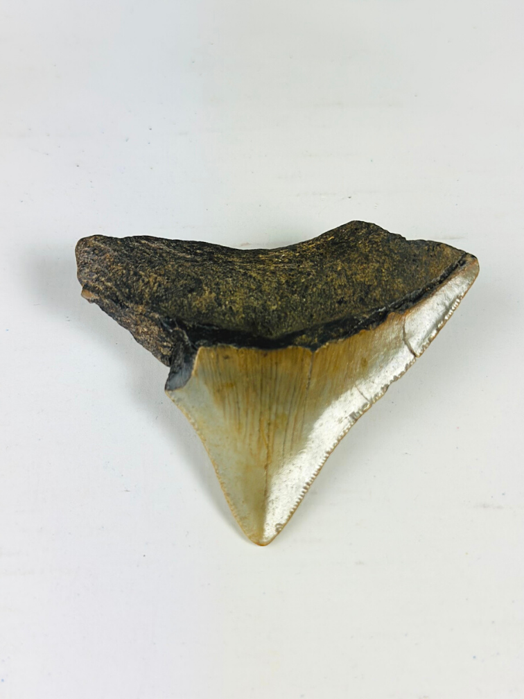 Megalodon Tooth "Ancient Art" (US) - 6.4 cm