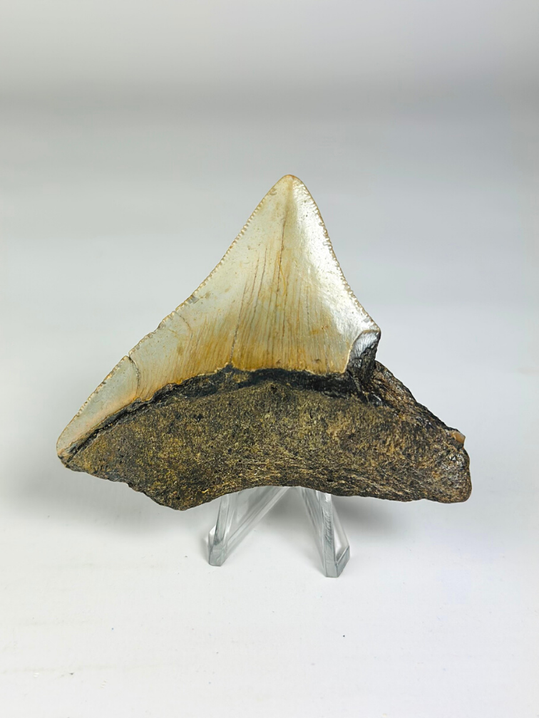 Dent de mégalodon "Ancient Art" (US) - 6,4 cm