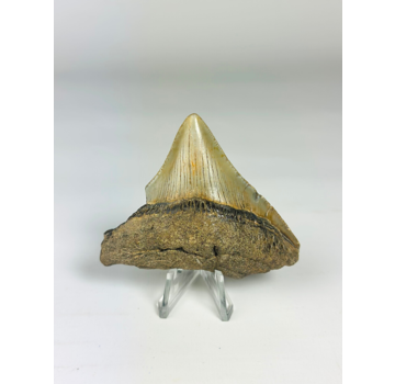 Dent de mégalodon "Ancient Art" (US) - 6,4 cm