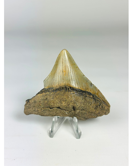 Megalodon Tooth "Ancient Art" (US) - 6.4 cm