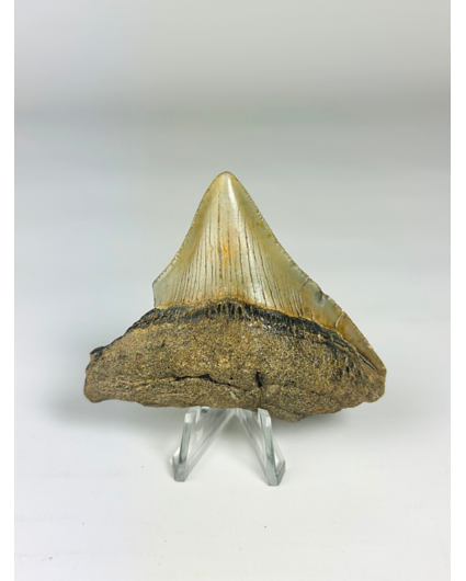 Megalodon-Zahn " Ancient Art" (US) - 6,4 cm