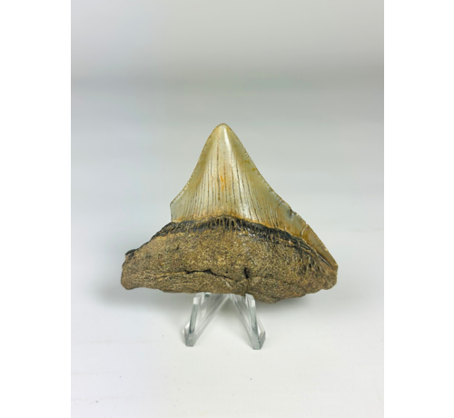 Diente de Megalodon "Ancient Art" (US) - 6.4 cm