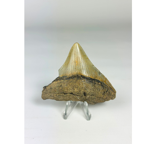 Megalodon Tand "Ancient Art" (VS) - 6,4 cm