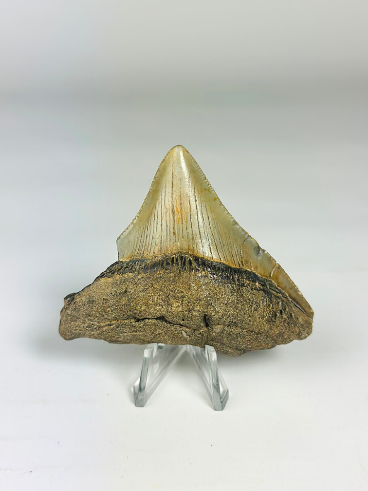 Diente de Megalodon "Ancient Art" (US) - 6.4 cm