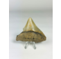 Dente di Megalodon "Ancient Art" (USA) - 6,4 cm