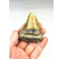Megalodon Tooth "Prehistoric Times" (US) - 7,4 cm