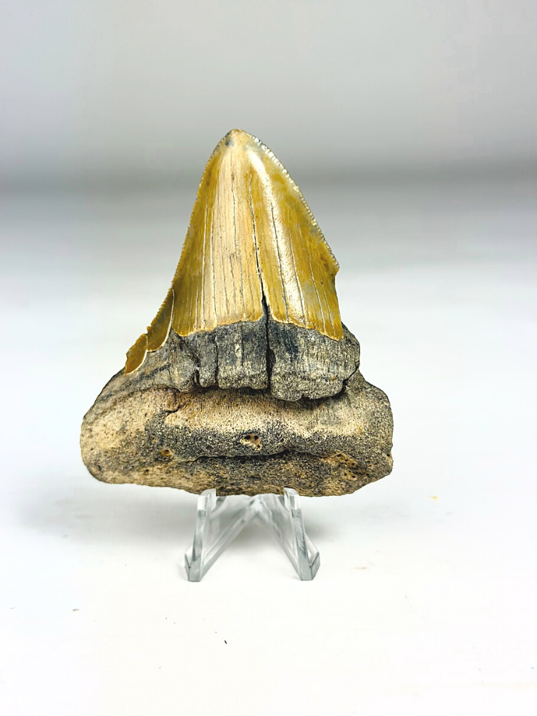 Megalodon-Zahn " Prehistoric Times" (US) - 7,4 cm