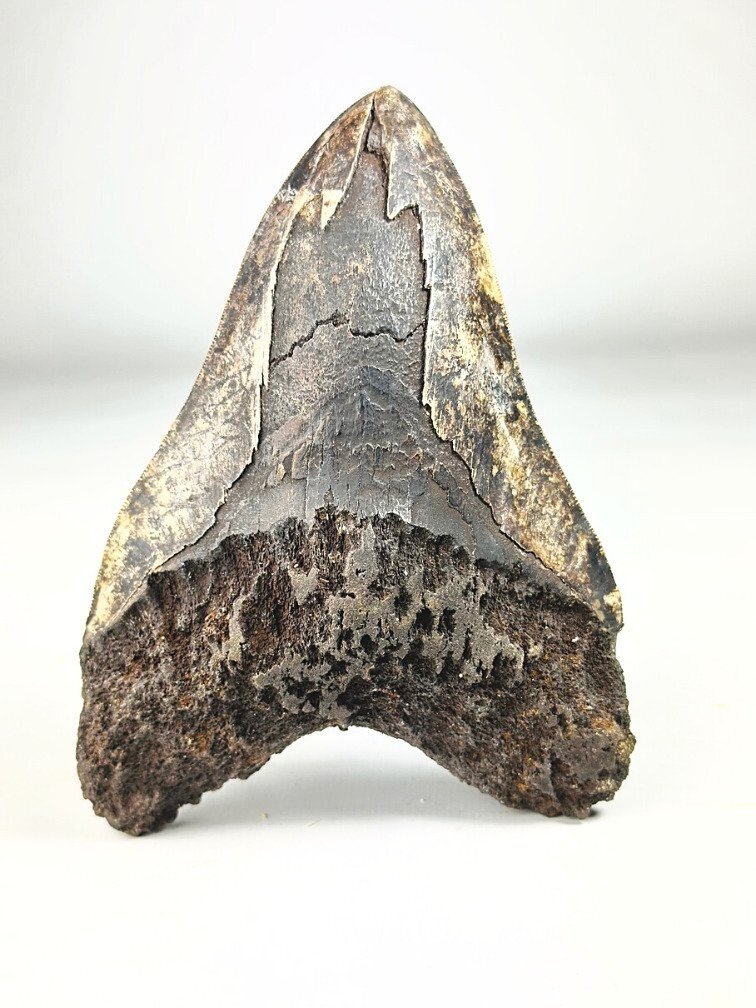 Megalodon Vulkanische  Tand "The Burned One" (Indonesië) - 16 cm