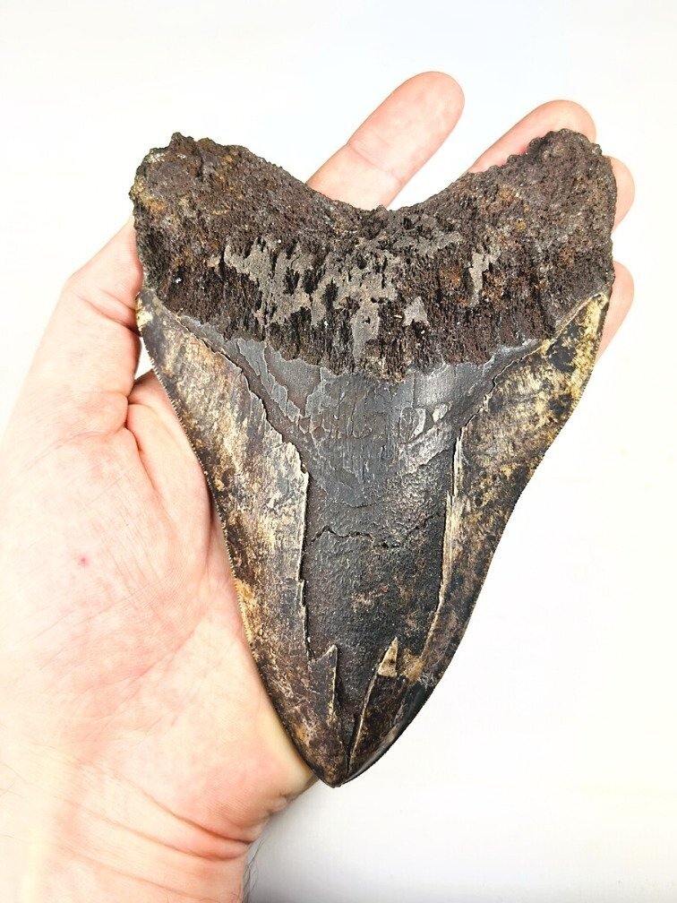 Vulcanico Dente di megalodonte " The Burned One" (Indonesia) - 16 cm