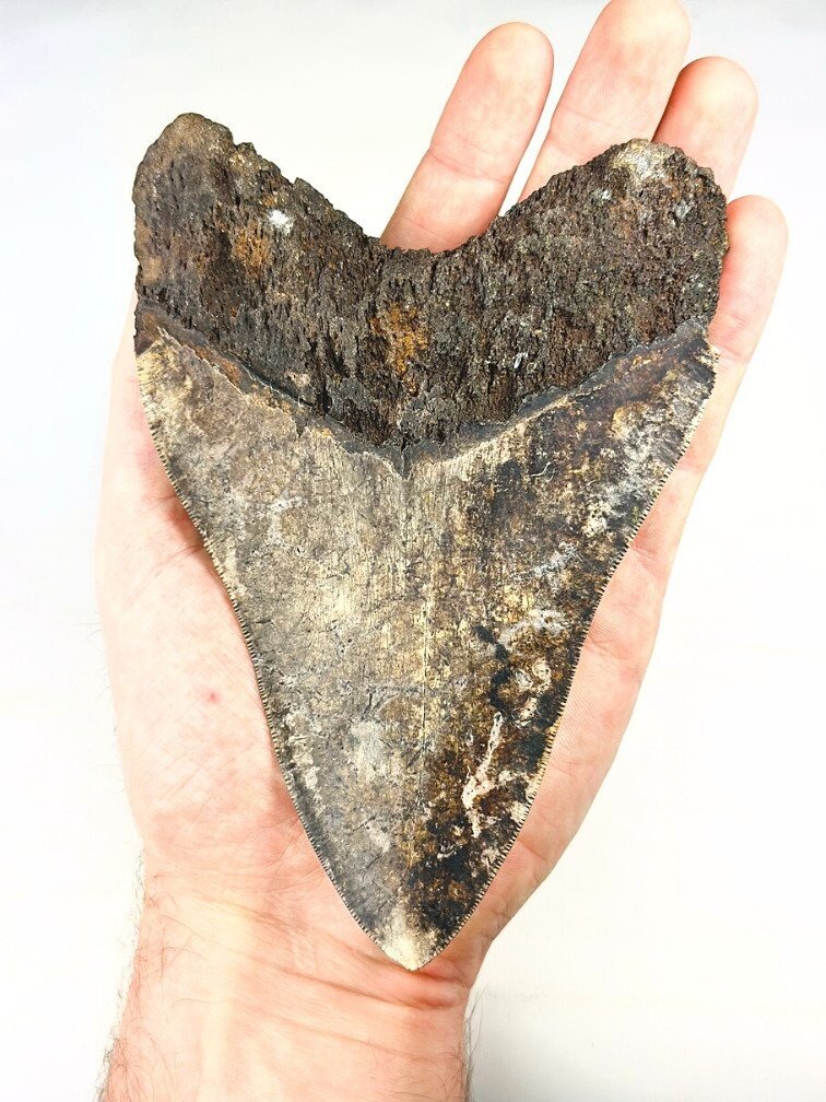 Vulkanische Megalodon-Zahn "The Burned One" (Indonesien) - 16 cm