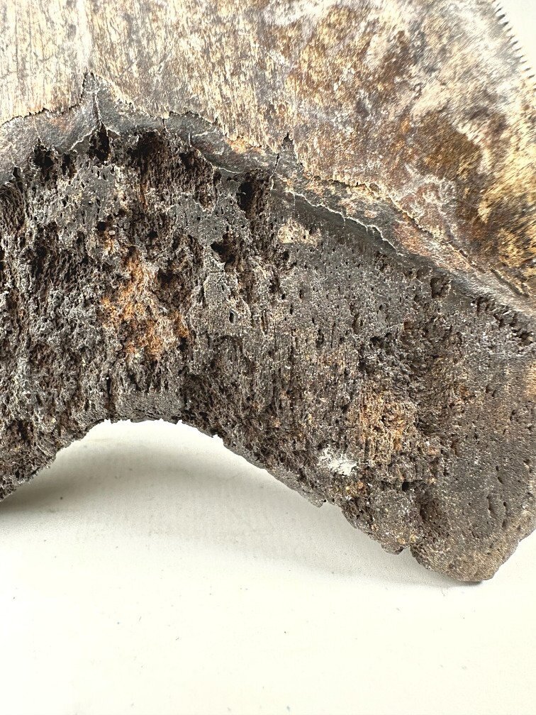 Vulkanische Megalodon-Zahn "The Burned One" (Indonesien) - 16 cm