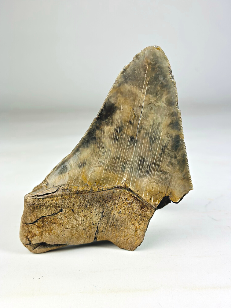 Megalodon Tand "Guardian's Sigil" (VS) - 13,5 cm