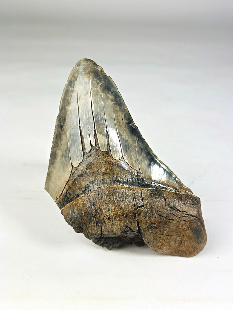 Megalodon Tooth "Guardian's Sigil" (US) - 13.5 cm