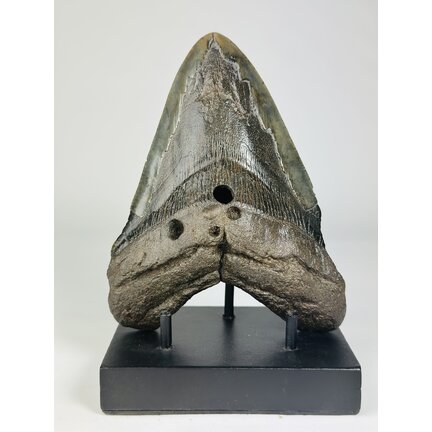 Complete Megalodon teeth (all)