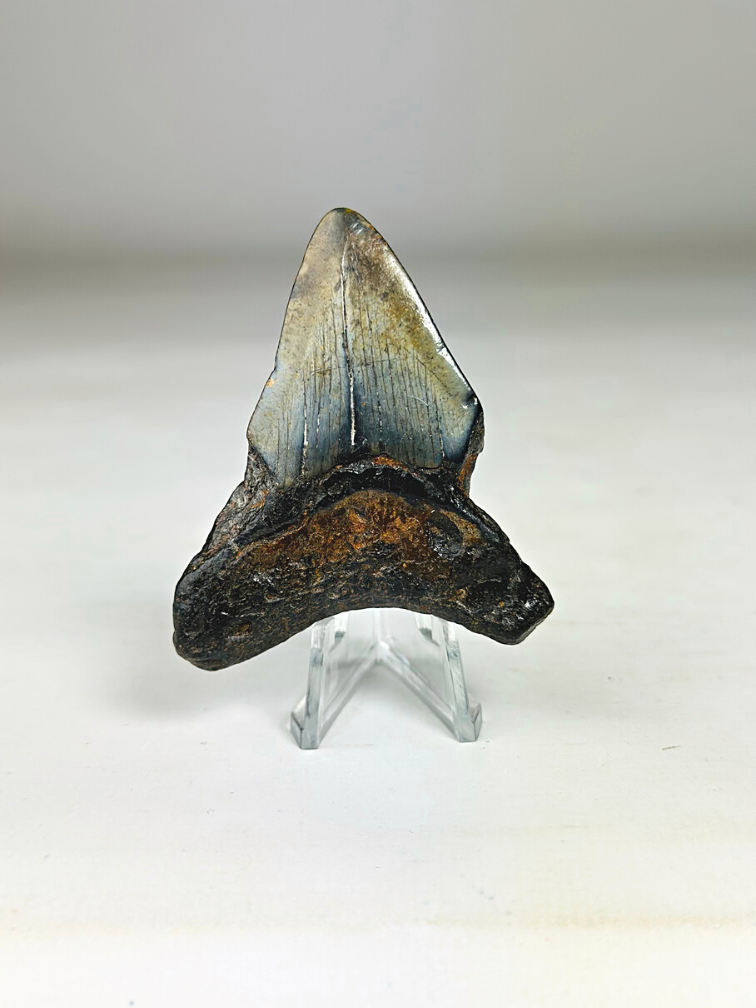 Diente de Megalodonte "Viking's Ordeal" (US) - 6,5 cm