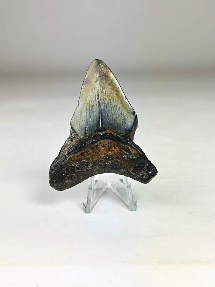 Megalodon Tooth "Viking's Ordeal" (US) - 6.5 cm