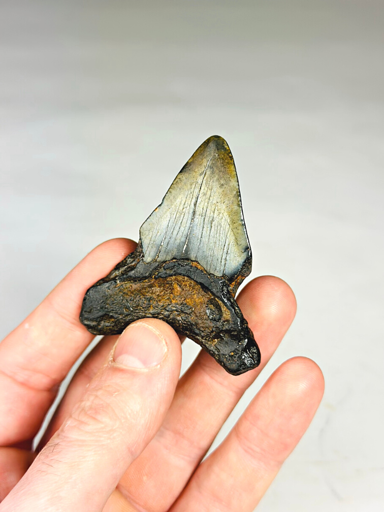 Dente di Megalodonte "Viking's Ordeal" (USA) - 6,5 cm