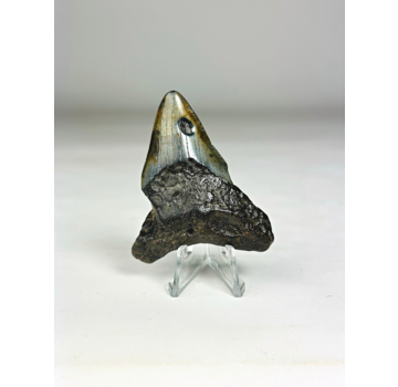 Dente di Megalodon "Viking's Ordeal" (USA) - 6,5 cm