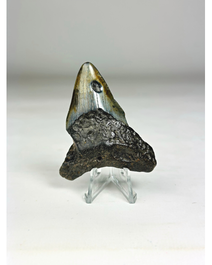 Megalodon-Zahn " Viking's Ordeal" (US) - 6,5 cm