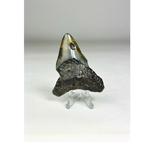 Dente di Megalodonte "Viking's Ordeal" (USA) - 6,5 cm