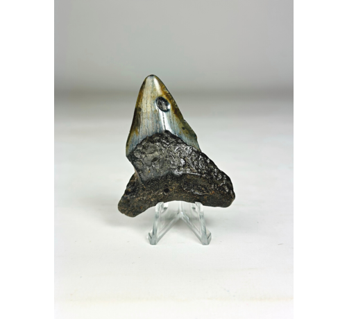 Megalodon Tooth "Viking's Ordeal" (US) - 6.5 cm