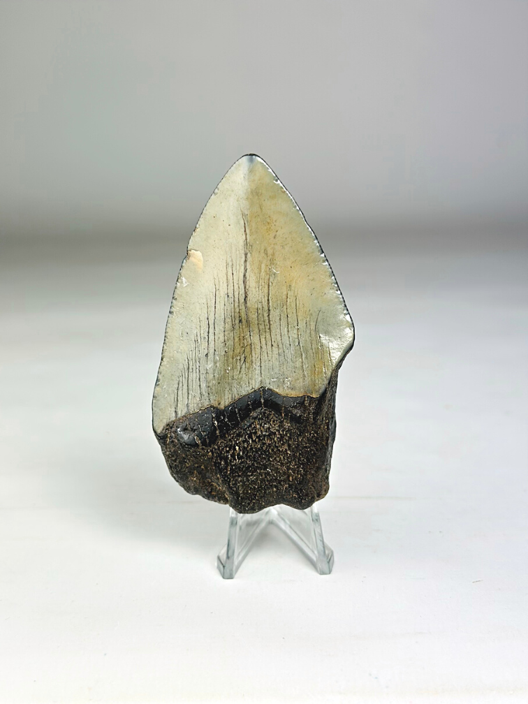 Megalodon Tooth "Sigil of Thor" (US) - 7.8 cm