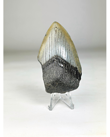 Megalodon Tooth "Sigil of Thor" (US) - 7.8 cm