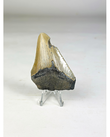 Dent de mégalodon "Fenrir's Retreat" (US) - 6,9 cm