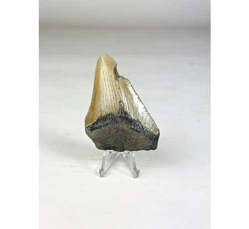 Megalodon-Zahn "Fenrir's Retreat" (US) - 6,9 cm
