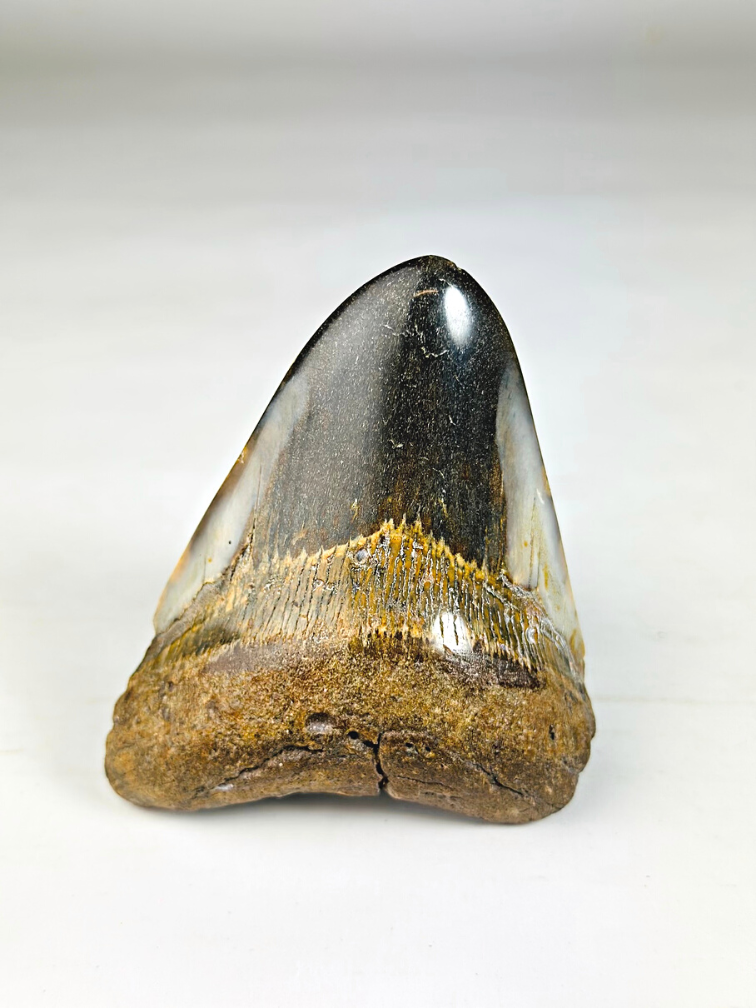 Megalodon Tooth "Wonders of Alfheim" (US) - 10 cm