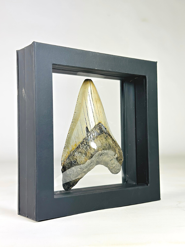 Megalodon Tooth "Sealed for Eternity" - 3D frame- (VS) - 10 cm