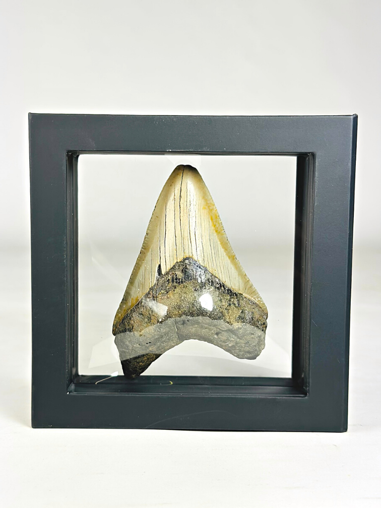 Dente di Megalodonte " Sealed for Eternity" - 3D frame - (VS) - 10 cm