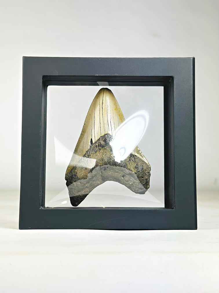 Diente de Megalodon " Sealed for Eternity " - 3D frame - (VS) - 10 cm