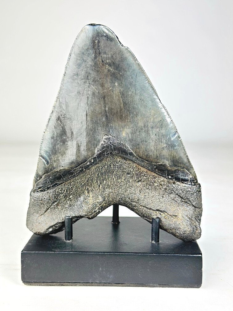 Dente di Megalodon "Leviathan's Revenge" (Stati Uniti) - 15 cm