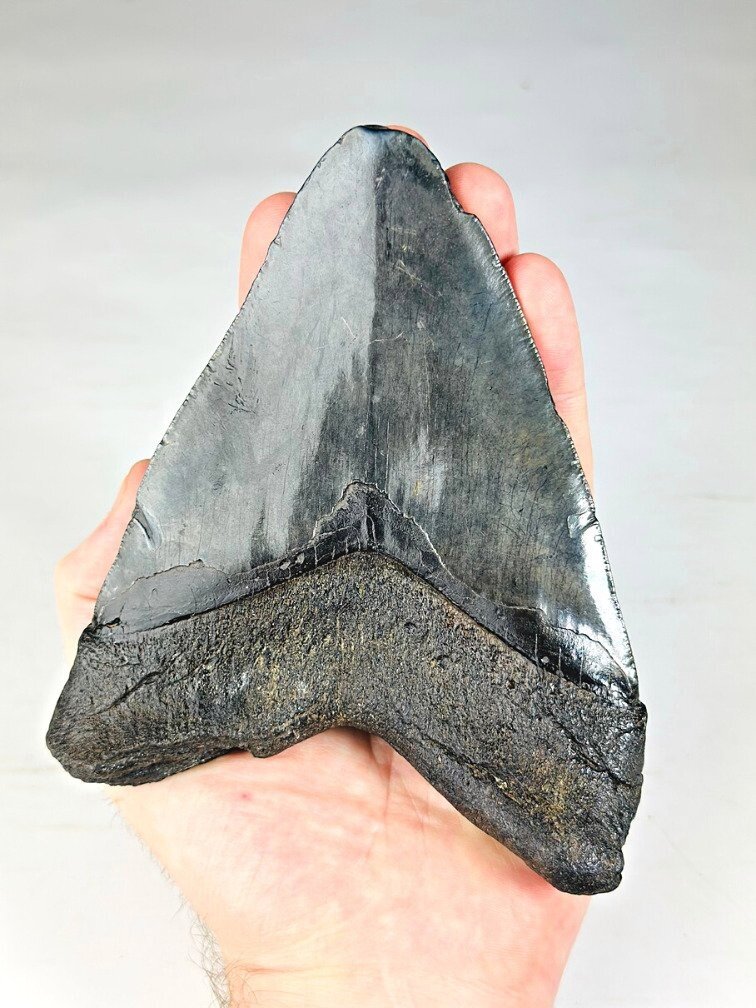 Megalodon tooth ''Leviathan's Revenge'' (US) - 15 cm